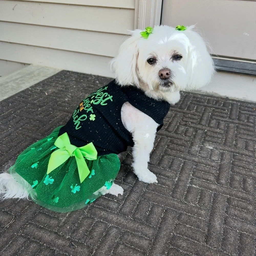 Cute St. Patrick’s Day dog dress